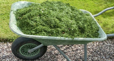 Je možné mulčovat zelí posekanou trávou